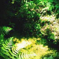 Coppice Halifax - Jel Gun
