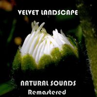 Velvet Landscape - Natural Sounds Remastered