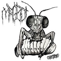 Christmas - Maggot