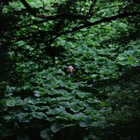 Celia - Serpent Song
