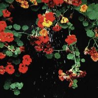 Floral - The End