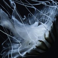 The Horrors - Lotus Eater