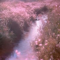 Hibernation - Soft Pink Stream