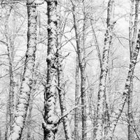 Mel Farrimond - In The Bleak Midwinter