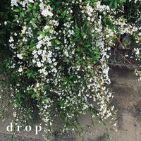 surRender - drop