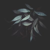 Gifts from Crows - Willow
