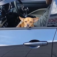 Jeff Evans Porkestra - Lost Dogs
