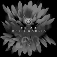 Beta 2 - White Dahlia