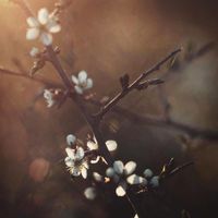 Gifts from Crows - Crataegus