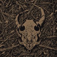 Hammerhead - Distorsipeta