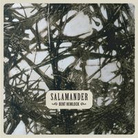 Salamander - Bent Hemlock