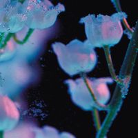 Jessie Marcella - Air