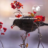Ambiophonic - Blackbird conversation