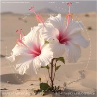 VOST - Sirocco Hibiscus