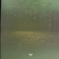 Arutani - Unfading Lines