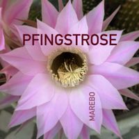 Marebo - Pfingstrose