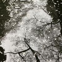 Fire Mist - I Will Not Go Quiet