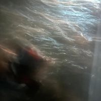 Me&MyDog - Who am I?