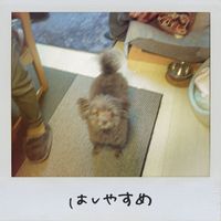 Saucy Dog - Hashiyasume