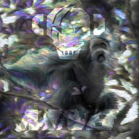 MNB - Jungle Skat