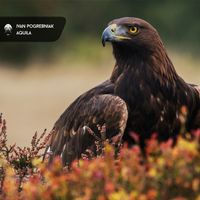 Ivan Pogrebniak - Aquila