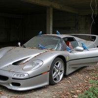 Mayten - birds in an f50