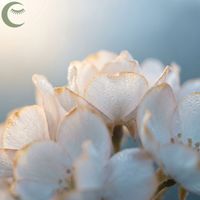 Dewdrop Dreams - Relaxing Piano at Daybreak