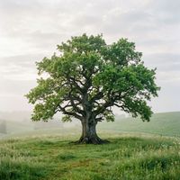 Sorth - The Lonely Oak