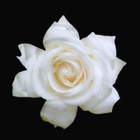 Agir - ALGO MAIS QUE FLOR FEIA