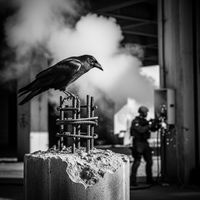 BROUWER - Let It Burn