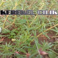 Condro - Kerekel Cilik