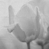 Satoshi Imano - Leave a Trace