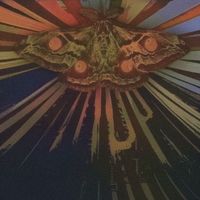 mop - cyrk na suficie