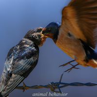 PAD - animal behavior