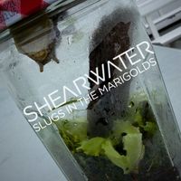 Shearwater - Slugs in the Marigolds
