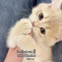 Chris Leo - Le Chat aux Étoiles Blanches