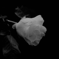 Soul Frequency - I miss you