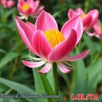 LOLITA - Bunga Di Halaman Seberang