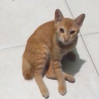 Tya - Kau Sakiti Lagi