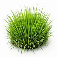 Quicksilver - Green Tree Flourish