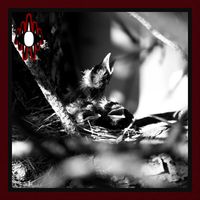 Rareform - Letter in Vain