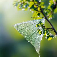 BENAZIR - The Chill Wore Her Scent