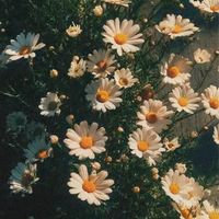 evergreen - Summer Aesthetic