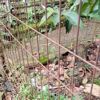 Maru - aku tau engkau mengerti