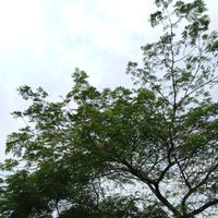 Miko - aku mengejar cinta