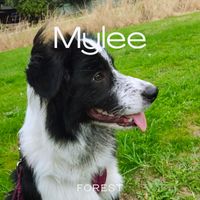 Forest - Mylee