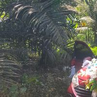 Olla - Kepedihan terlalu dalam