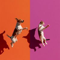 Pure Sky - Simple Joy