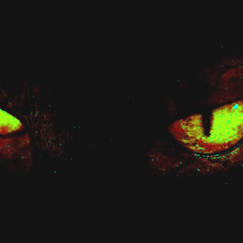 Demons