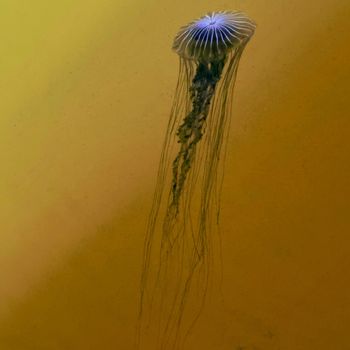 Gloom